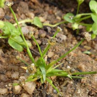 Eriocaulon minimum Lam.